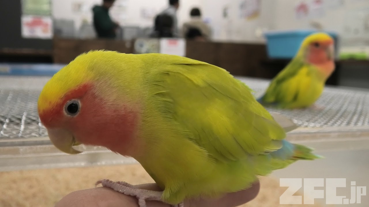 コザクラインコ | 動物図鑑 | ZFC.jp