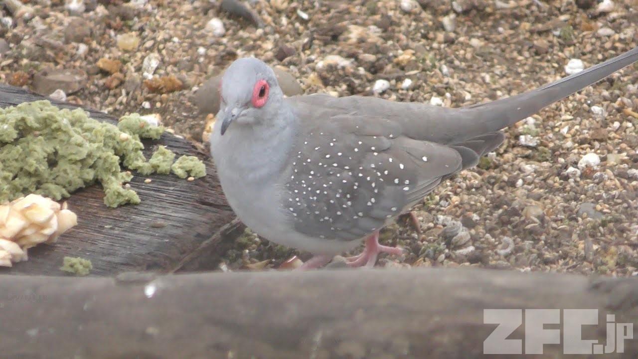 ウスユキバト 動物図鑑 ZFC.jp