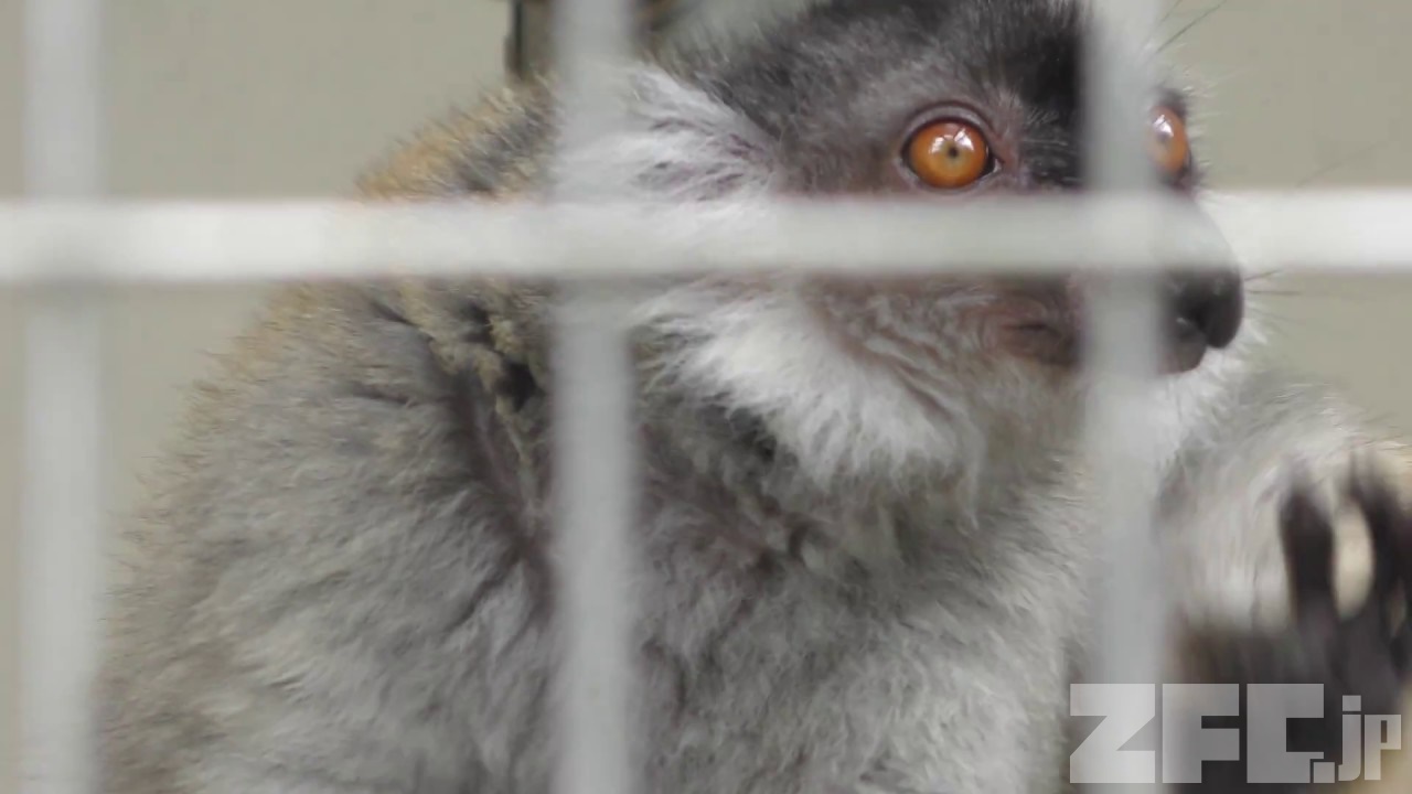 クロキツネザル (浜松市動物園) 2018年7月1日 | ZFC.jp