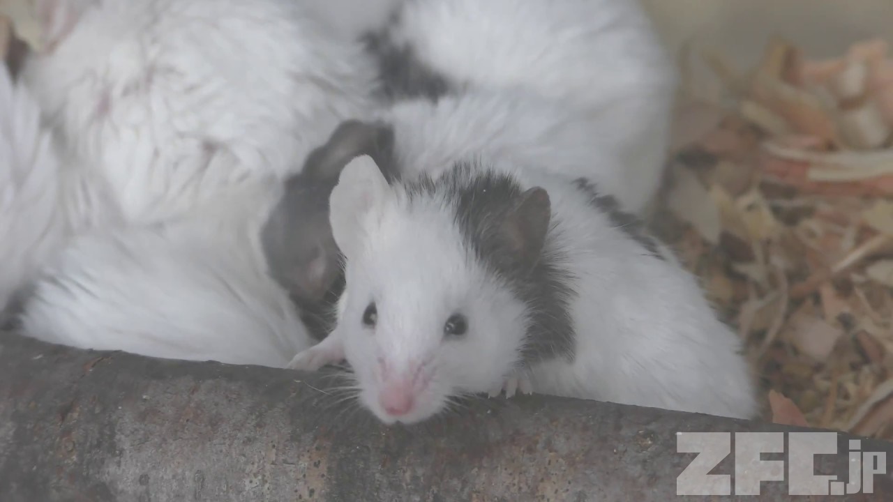 パンダマウス | 動物図鑑 | ZFC.jp