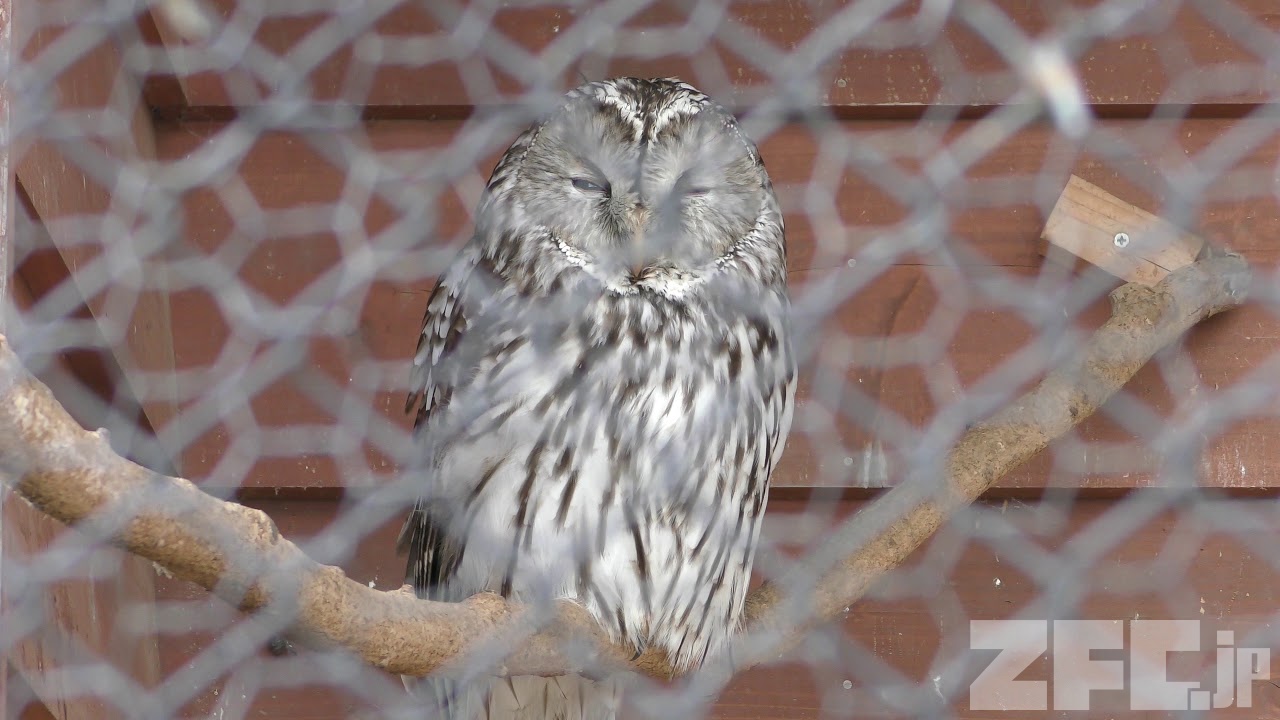 ホンドフクロウ (秋田市大森山動物園) 2019年4月11日 | ZFC.jp