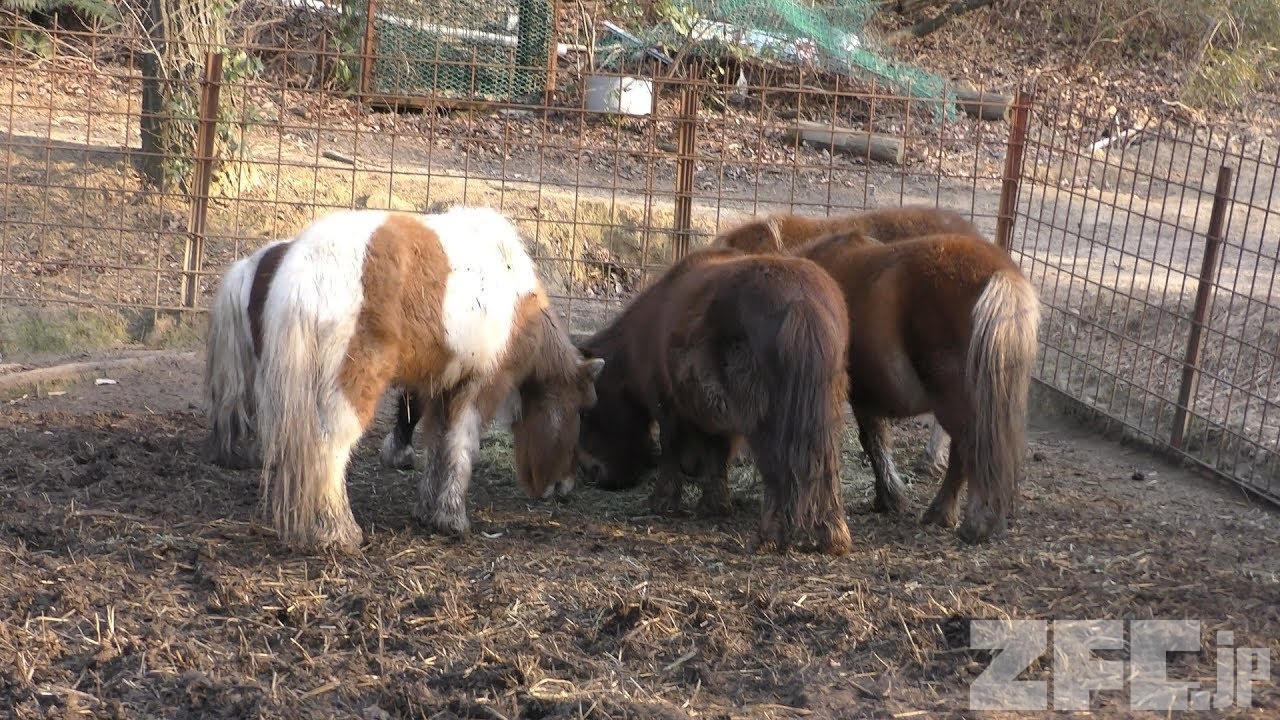 アメリカンミニチュアホース 渋川動物公園 19年2月26日 Zfc Jp