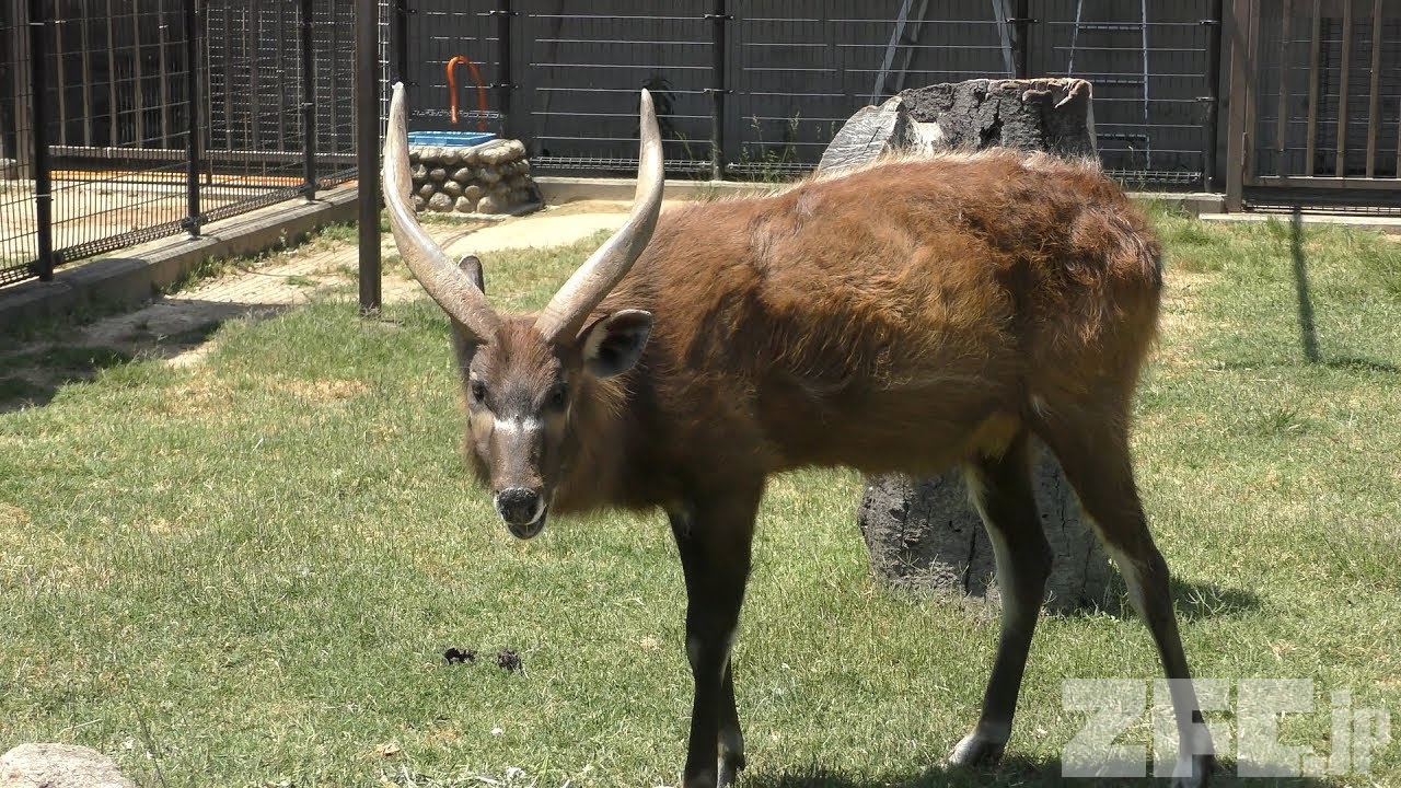 の シタツンガ は 動物 科 何