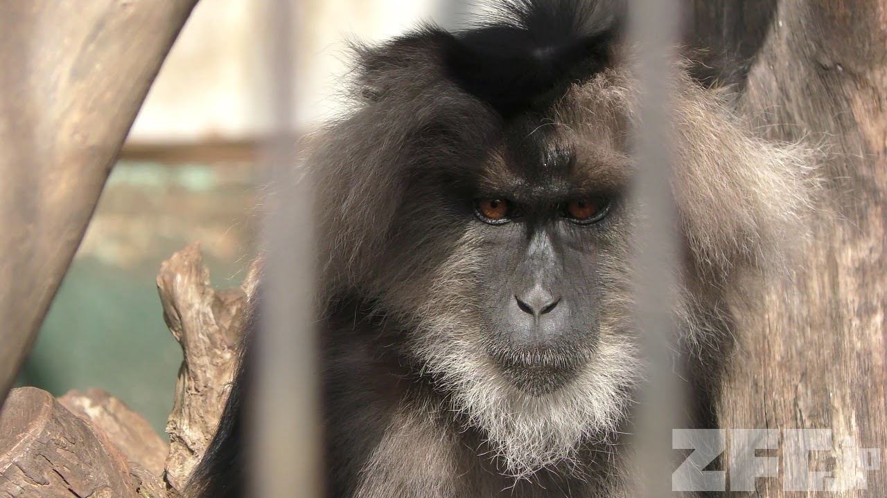 シシオザル | 動物図鑑 | ZFC.jp