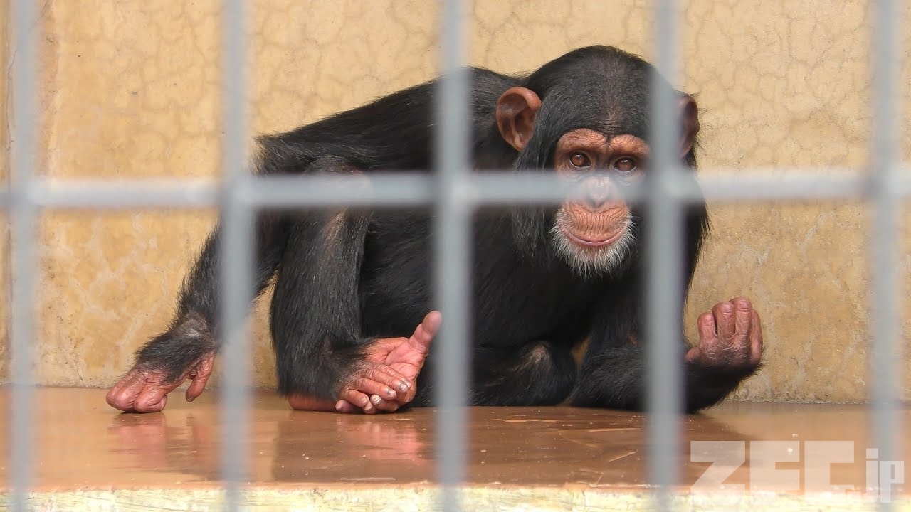 ☆チンパンジー☆デッサン☆ SPM_EC_TOPTOTAIL_7.jpg?crop=