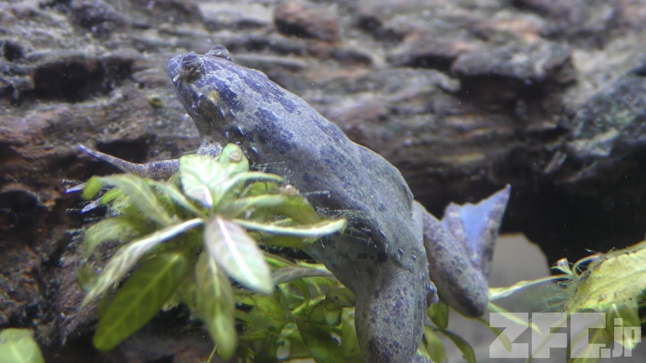 カメルーンツメガエル | 動物図鑑 | ZFC.jp