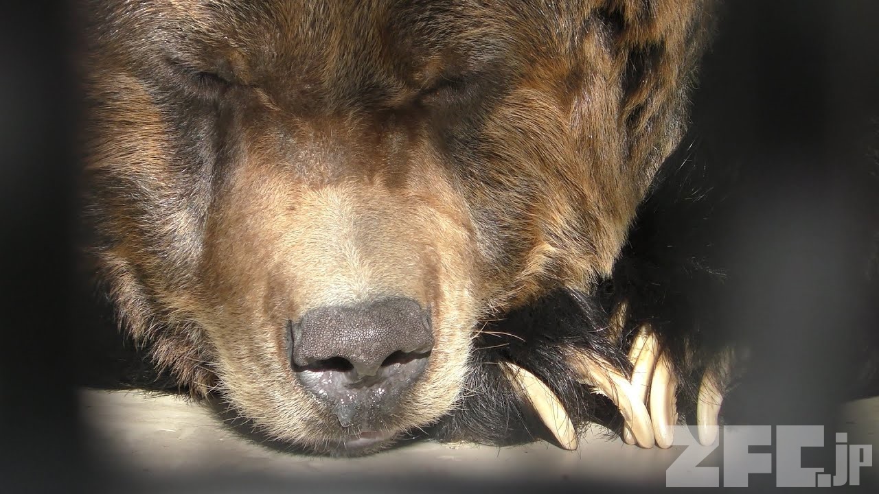 ウマグマ 動物図鑑 ZFC.jp
