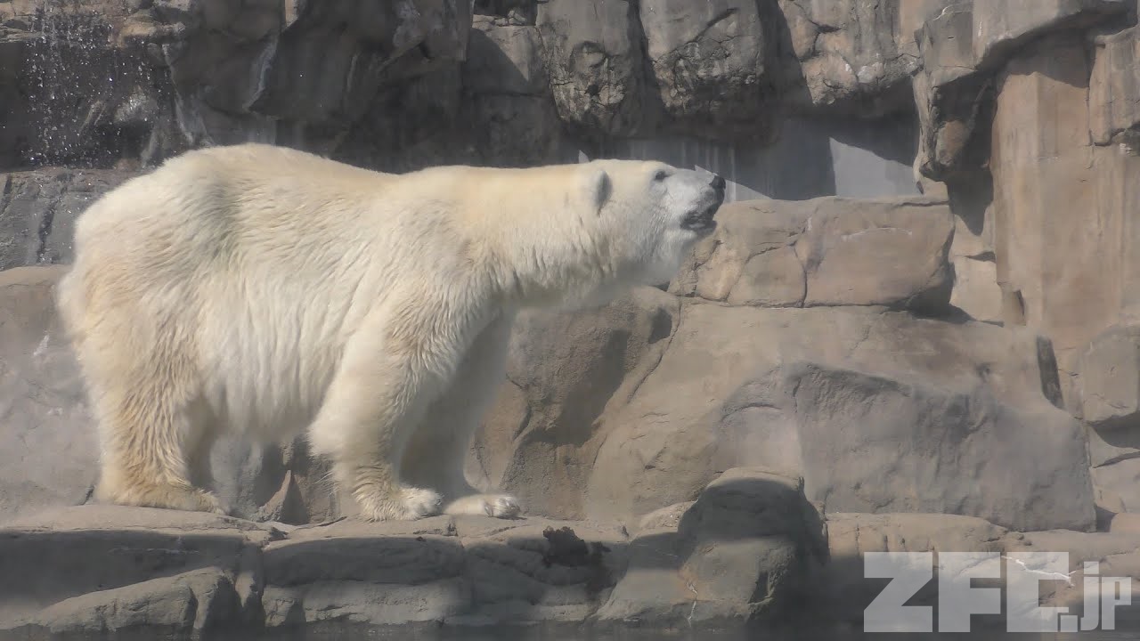   2010 ホッキョクグマ プレート　希少 ホッキョクグマ の『ミユキ』 (王子動物園) 2019年10月27日 | ZFC.jp
