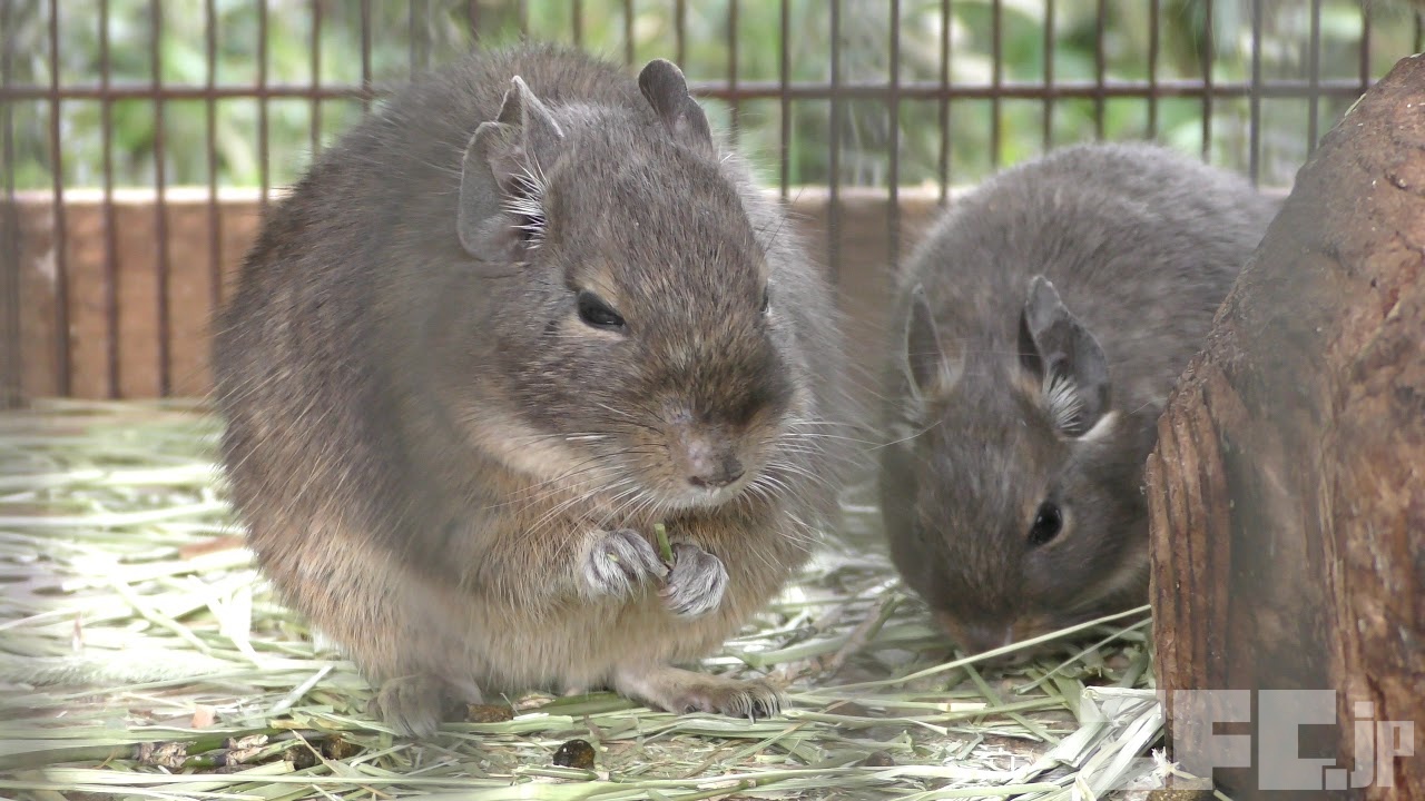 デグー | 動物図鑑 | ZFC.jp