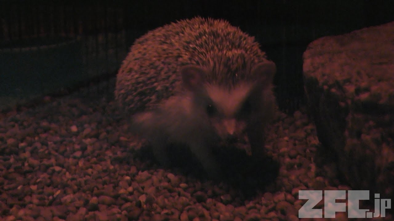 ハリネズミページ 61qPxXymunL._UF350,350_QL50_.jpg