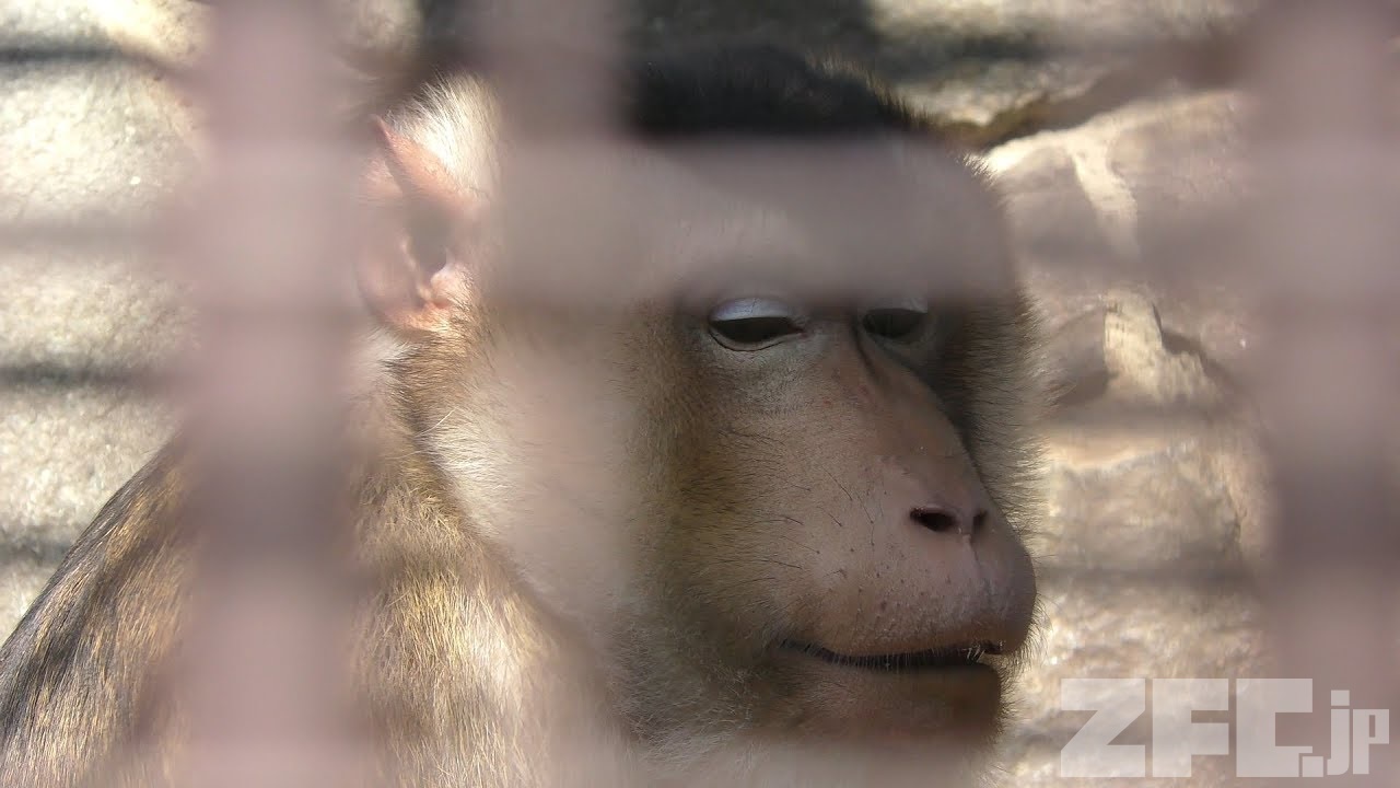 ブタオザル の マディ 池田動物園 19年2月26日 Zfc Jp