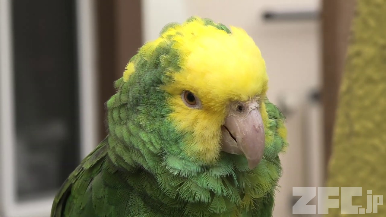 オオキボウシインコ 動物図鑑 Zfc Jp