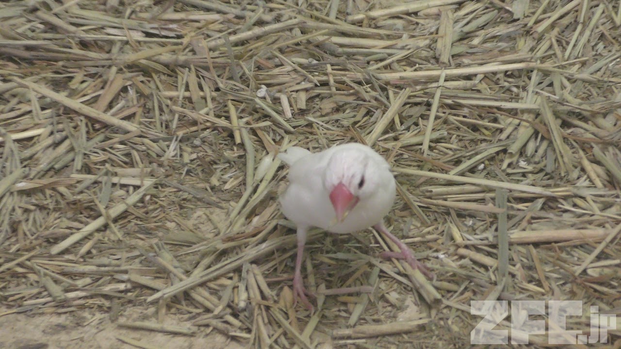Java sparrow (Zukeran Poultry farm Mini Mini Zoo, Okinawa, Japan) May