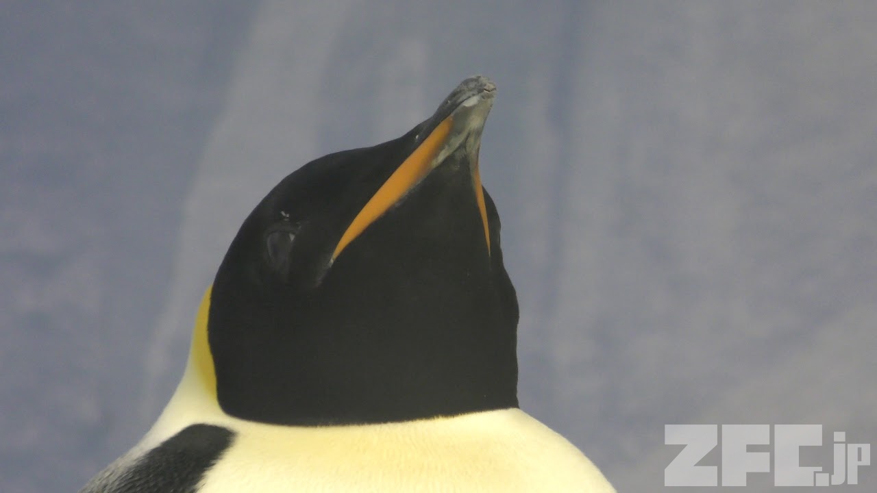 コウテイペンギン | 動物図鑑 | ZFC.jp