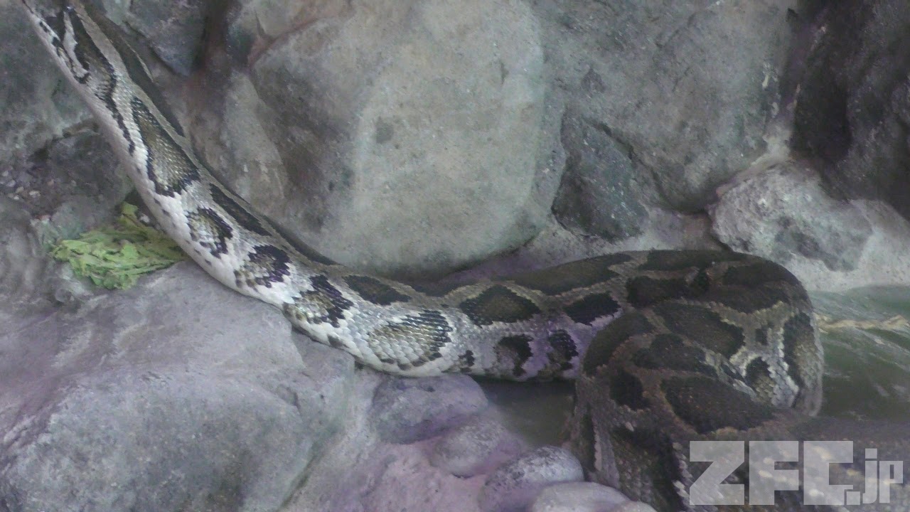 ビルマニシキヘビ 仙台市八木山動物公園 セルコホーム ズーパラダイス八木山 18年1月日 Zfc Jp