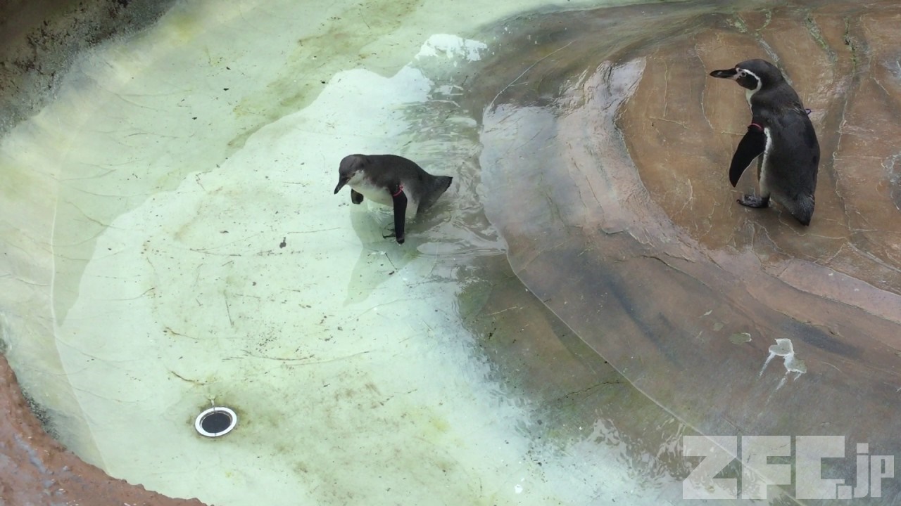 泳ぐに泳げないフンボルトペンギンの赤ちゃん (那須どうぶつ王国) 2017