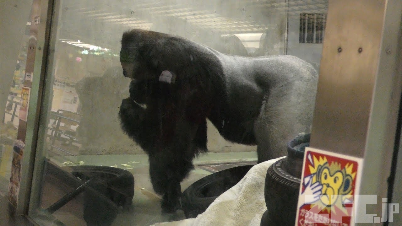 ゴリラが好きなモンキー/プロフ読んでね！ ゴリラが好きなモンキー/プロフ読んでね！様専用