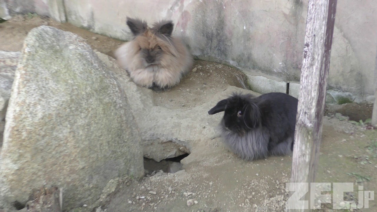 ウサギ (赤穂海浜公園 動物ふれあい村) 2019年2月16日 ZFC.jp