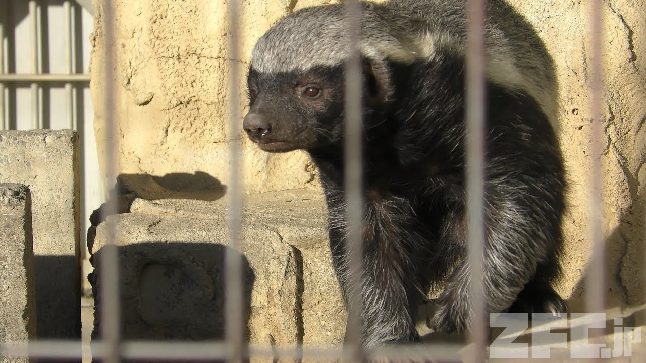 Honey badger (Higashiyama Zoo and Botanical Gardens, Aichi