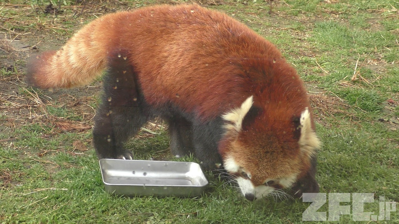 Lesser panda (Kyoto City Zoo, Kyoto, Japan) January 26, 2019