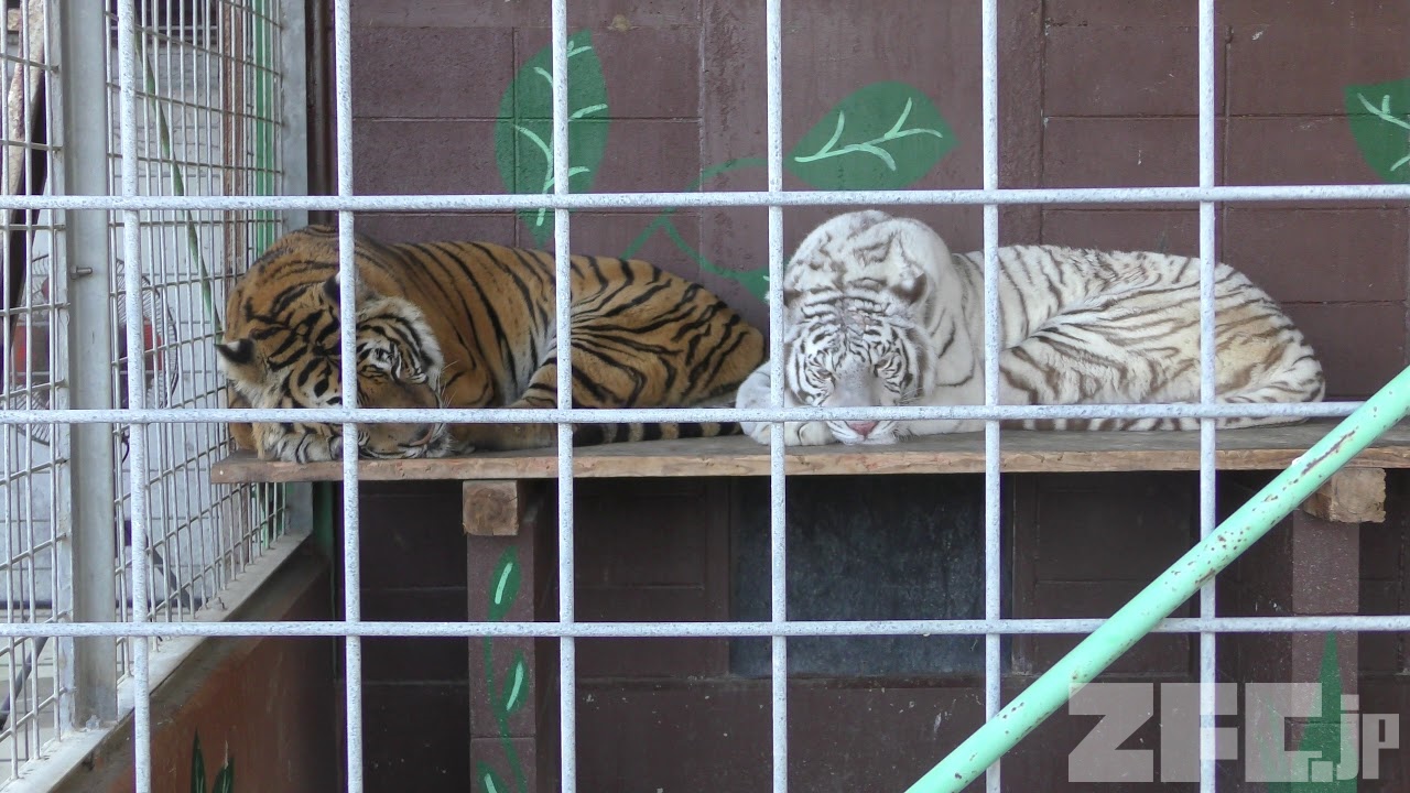 ホワイトタイガー と ベンガルトラ (しろとり動物園) 2019年3月1日