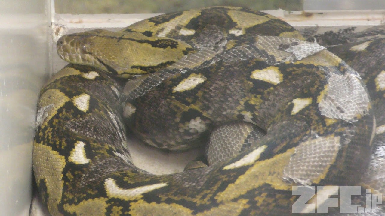 アミメニシキヘビ | 動物図鑑 | ZFC.jp