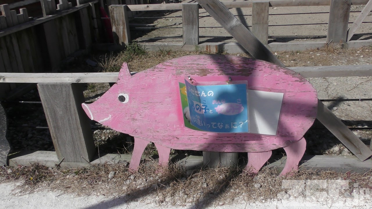 ブタ・ミニブタ舎 (愛知牧場) 2019年1月24日 | ZFC.jp