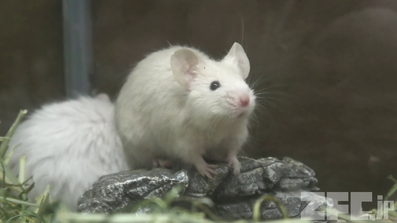 【数々のアワードを受賞】 ハツカネズミ | 動物図鑑 | ZFC.jp キーホルダー・アクリルキーホルダー