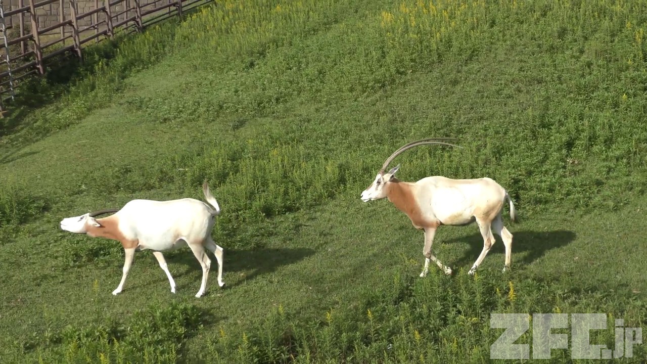 オリックス 動物図鑑 Zfc Jp