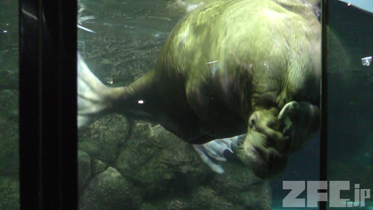 セイウチの セイタ と ウチ 八景島シーパラダイス 18年1月7日 Zfc Jp