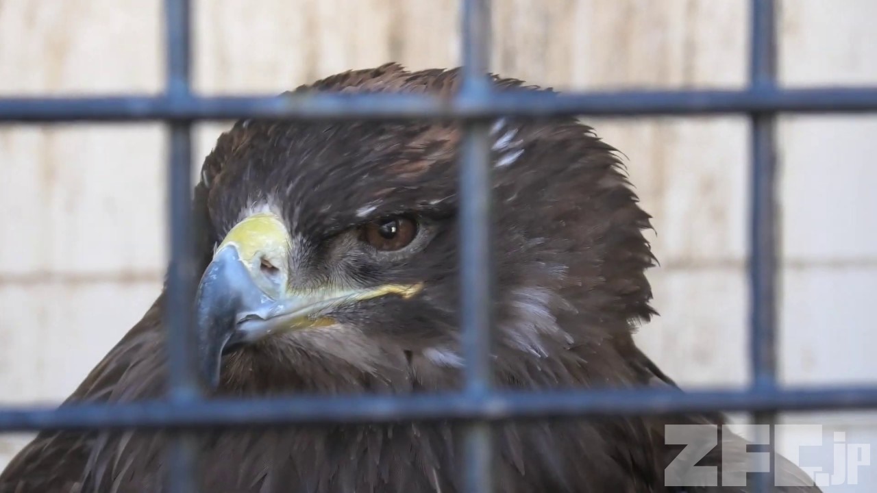 鳥舎 みさき公園 年1月19日 Zfc Jp