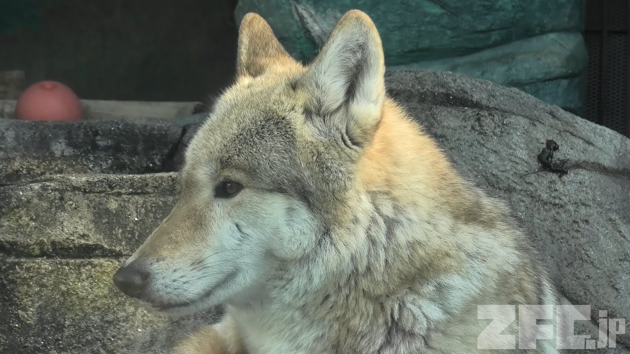 オオカミ チュウゴクオオカミ | 動物図鑑 | ZFC.jp