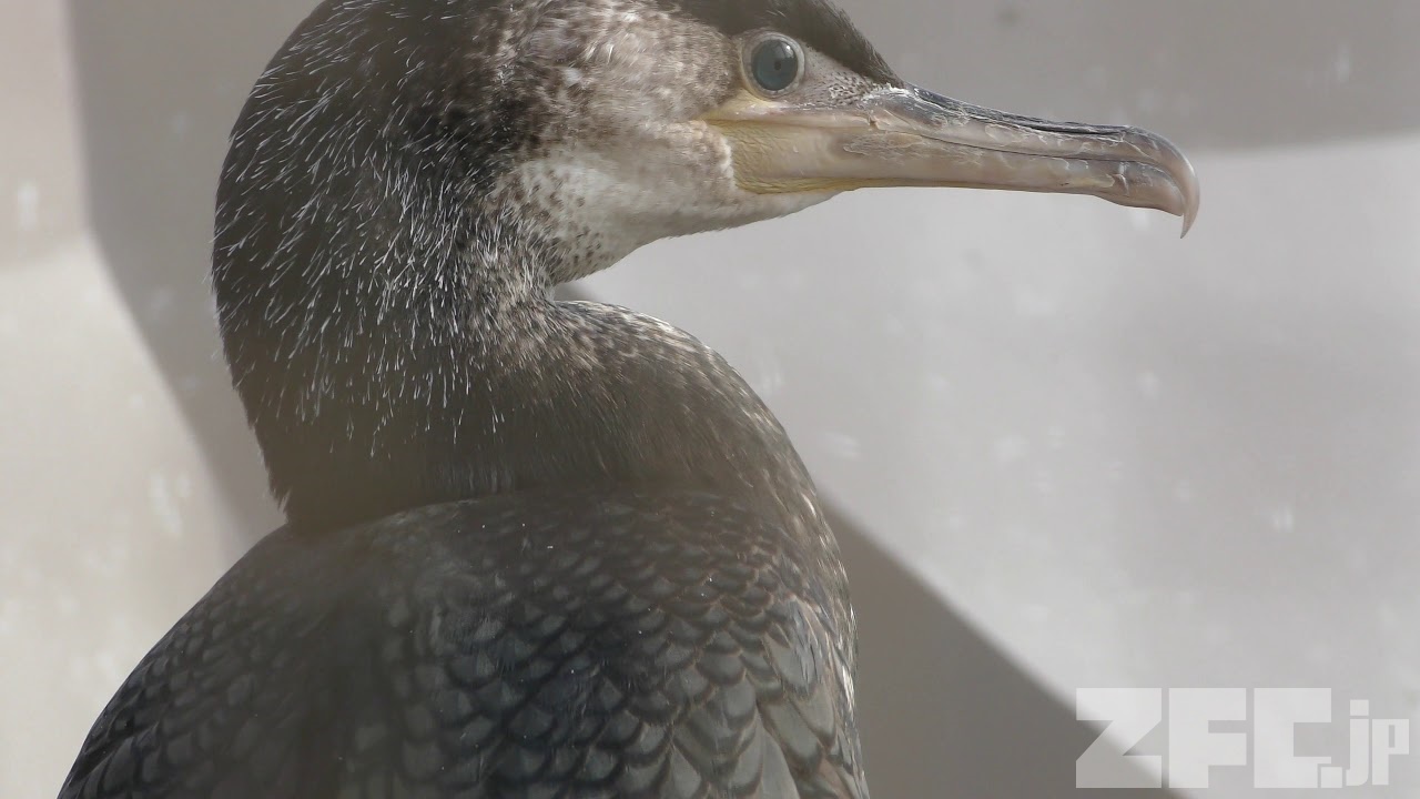 ウミウ | 動物図鑑 | ZFC.jp