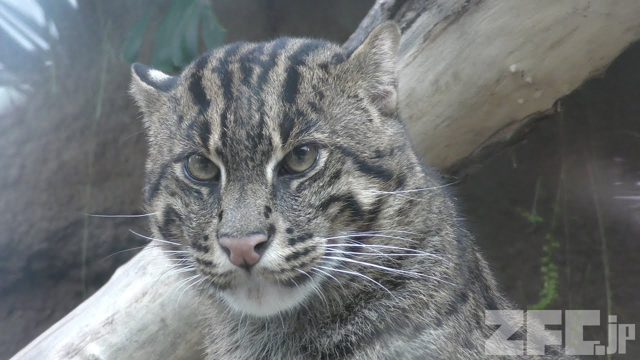 スナドリネコ | 動物図鑑 | ZFC.jp
