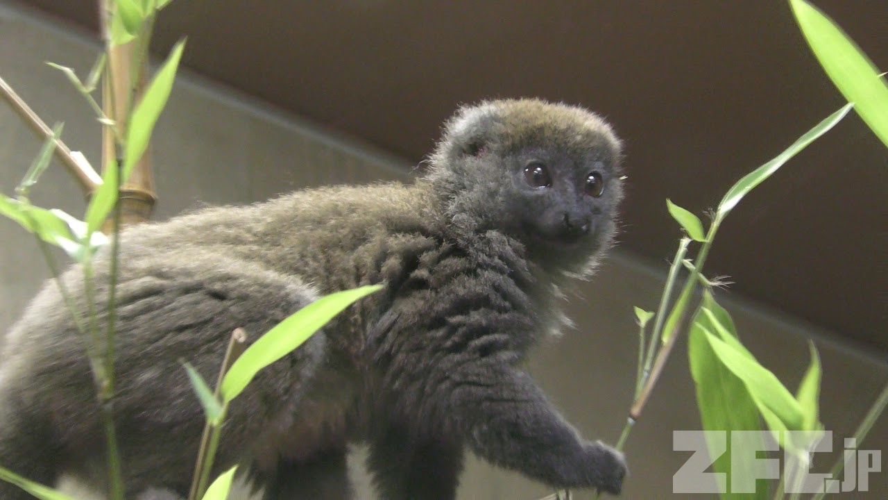 人と動物の人類学 【シリーズ 来たるべき人類学5】 | 春風社