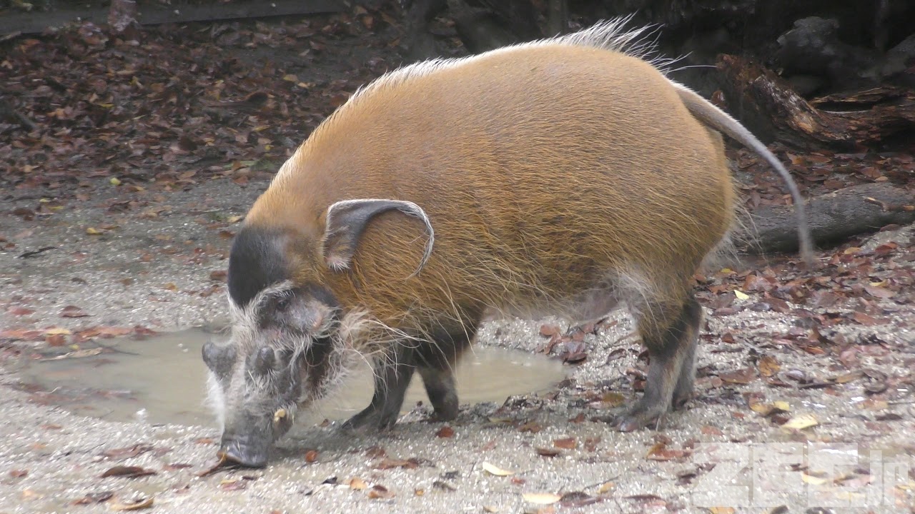 アカカワイノシシ | 動物図鑑 | ZFC.jp