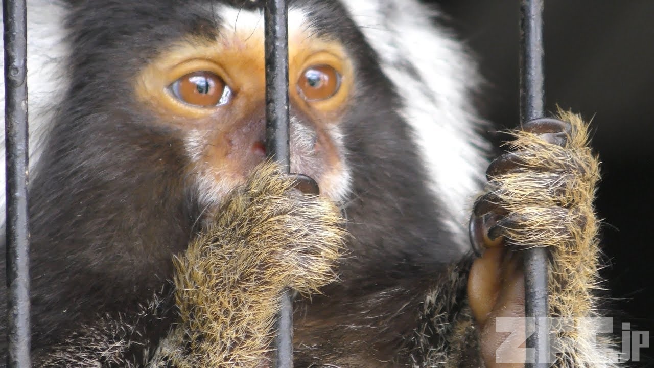 レア！☆コモンマーモセット（Common marmoset）頭骨 - 置物