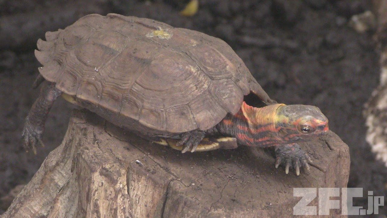 海洋堂 naturetales リュウキュウヤマガメ 海洋堂 リュウキュウヤマガメ | 日増しにホビー
