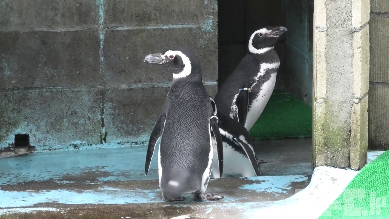 ペンギン dDyFJbtK6wg.jpg