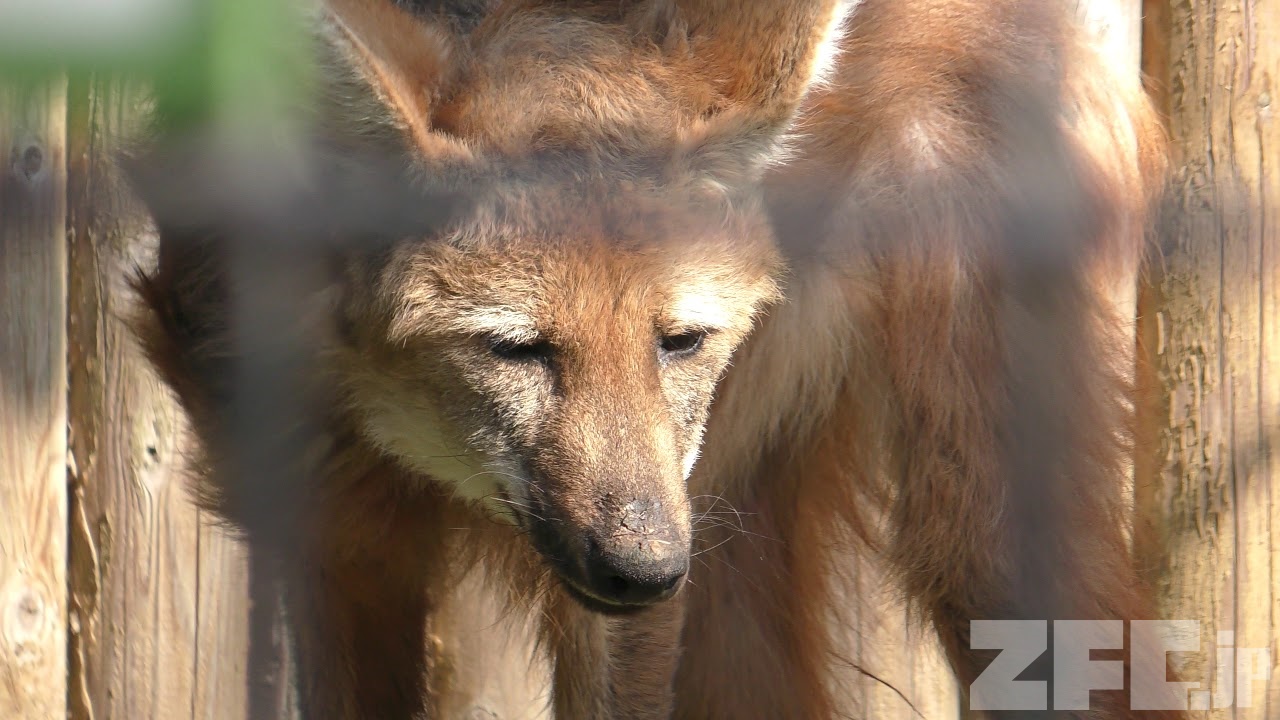 楽天市場】タテガミオオカミの通販