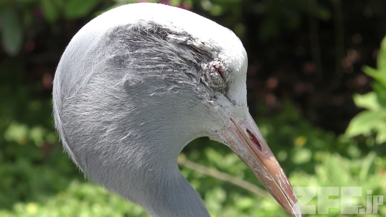 ハゴロモヅル 動物図鑑 Zfc Jp