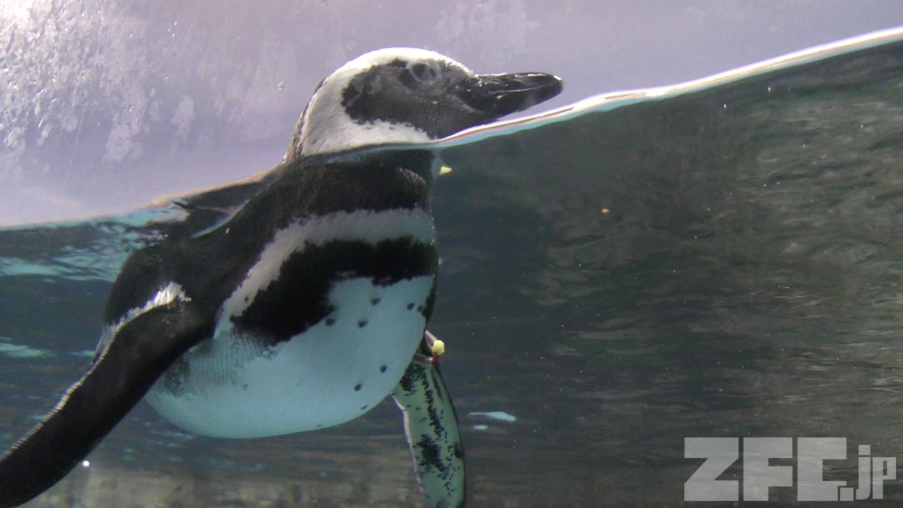 マゼランペンギン (八景島シーパラダイス) 2018年7月14日 | ZFC.jp
