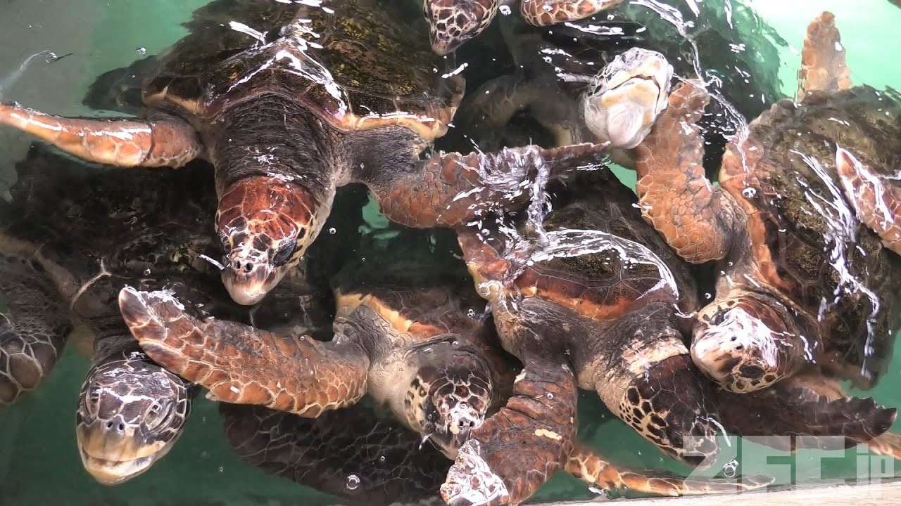アオウミガメ と アカウミガメ (志布志湾 大黒イルカランド