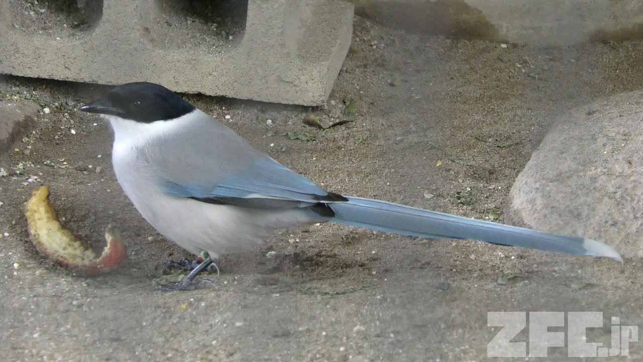オナガ | 動物図鑑 | ZFC.jp