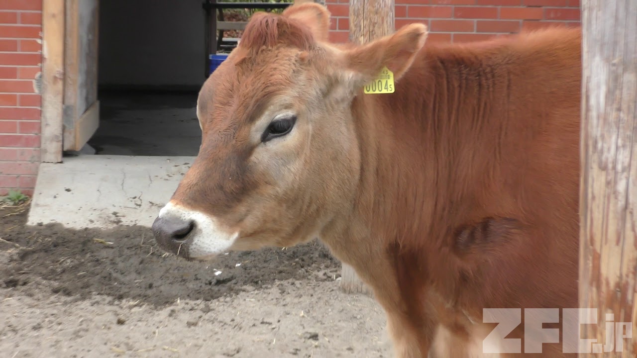 ジャージー 動物図鑑 ZFC.jp