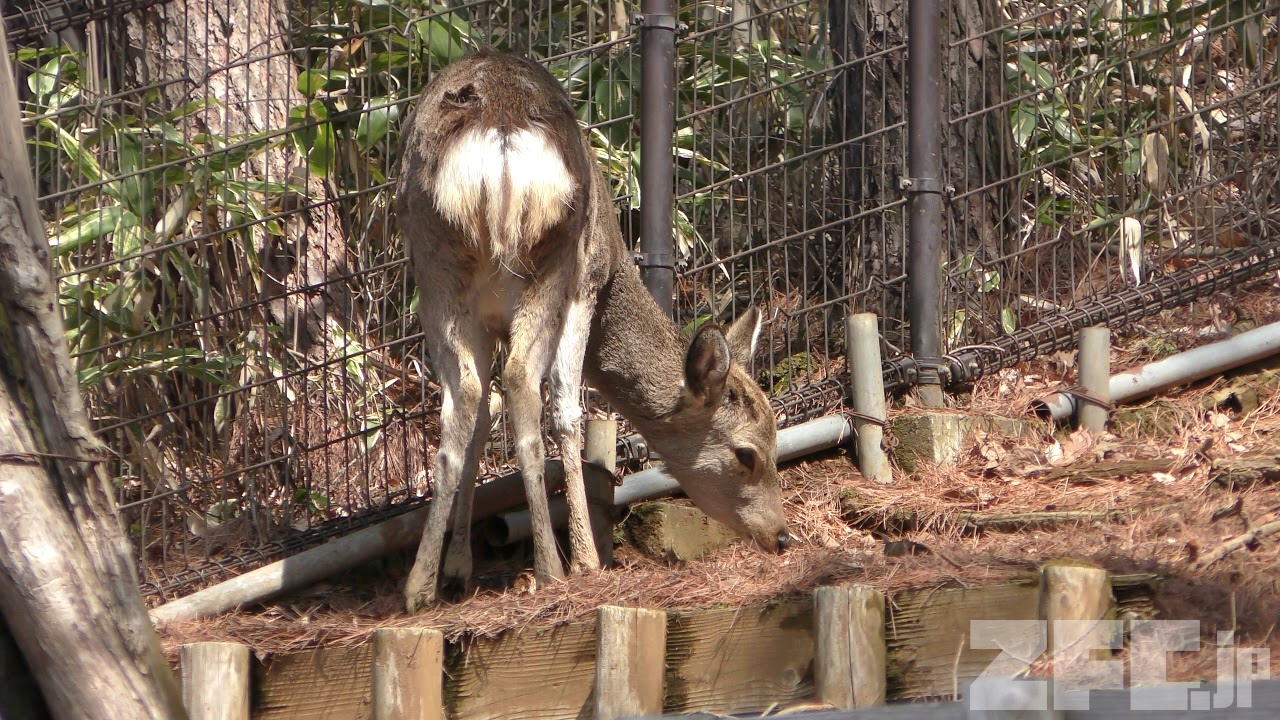 ニホンジカ (盛岡市動物公園) 2019年4月12日 | ZFC.jp