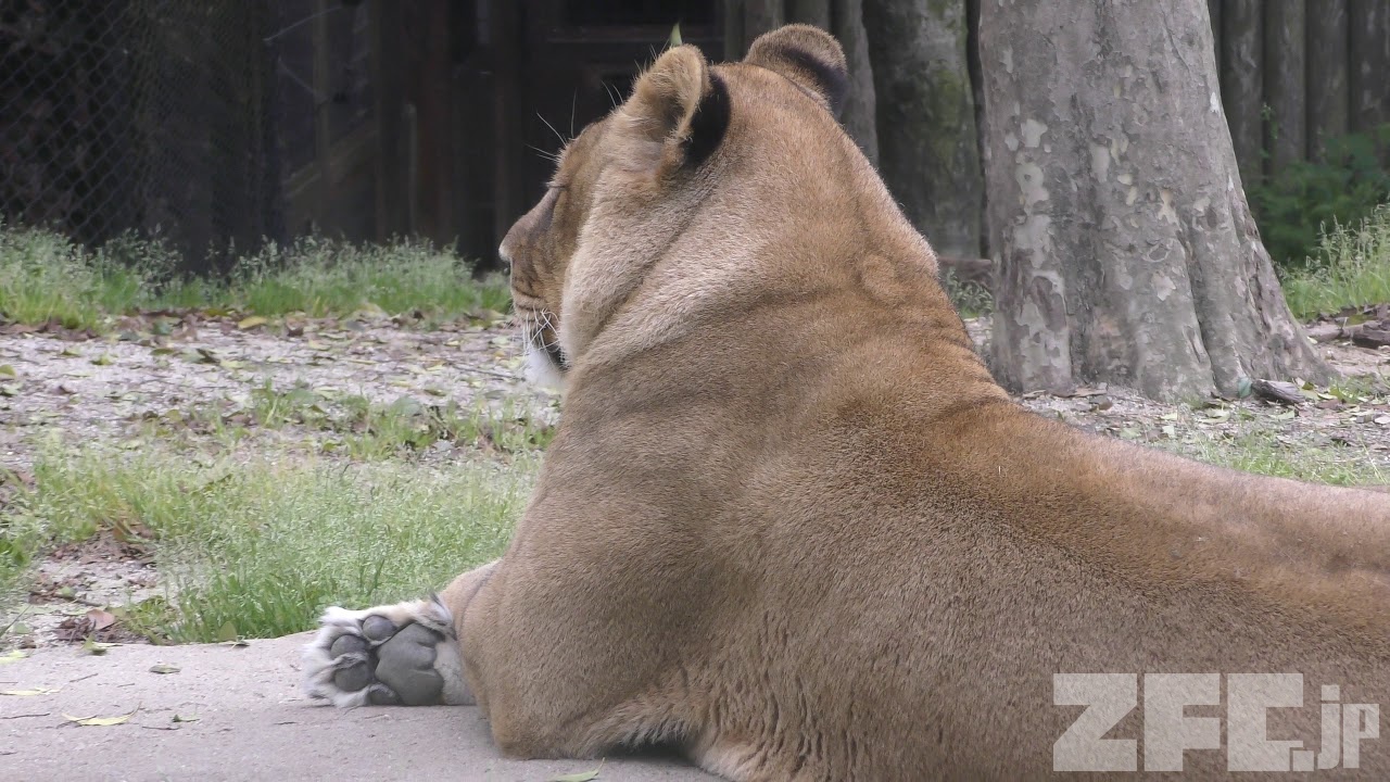 ライオン の『ライ』 (到津の森公園) 2019年4月25日 | ZFC.jp