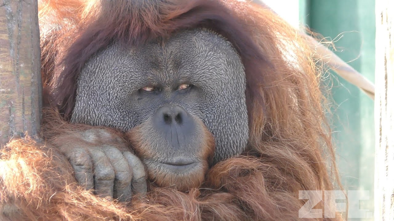 スマトラオランウータン | 動物図鑑 | ZFC.jp