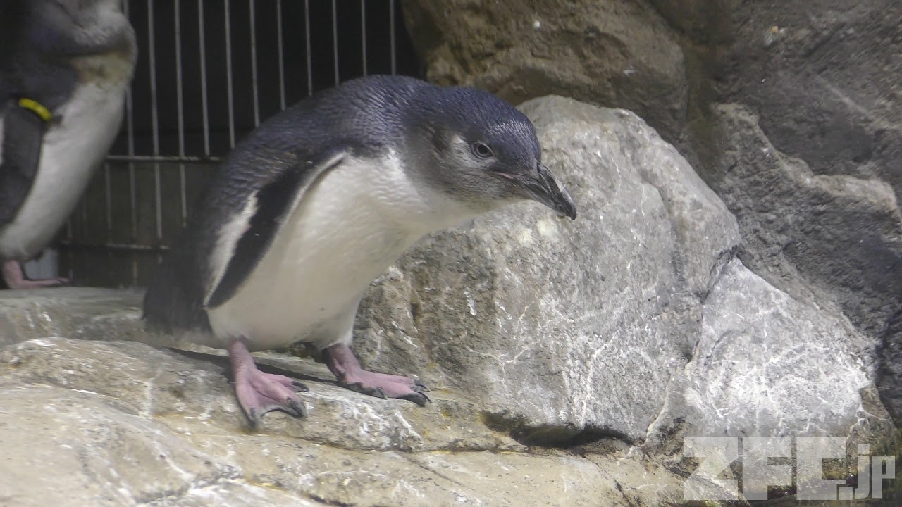 ペンギン占い: あなたの人づきあい力が上がる! (オレンジページ