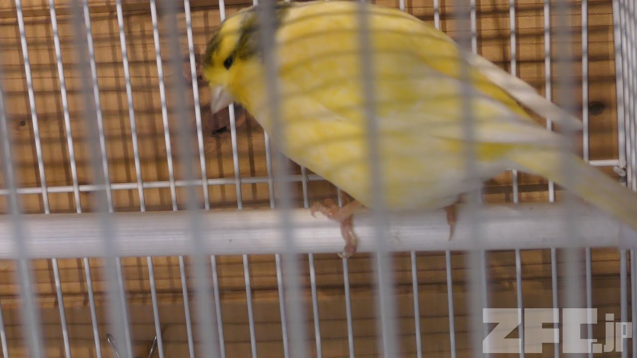 カナリア | 動物図鑑 | ZFC.jp